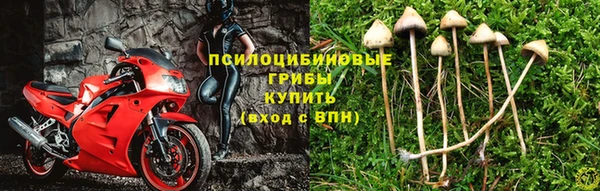 стафф Алзамай